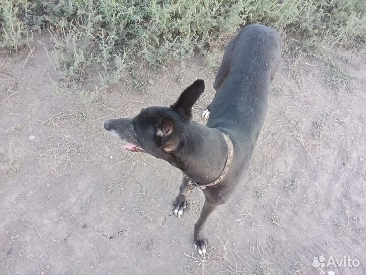 Русская борзая