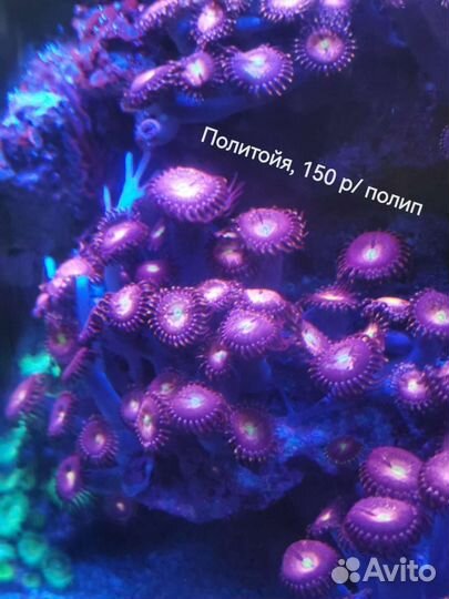 Зоантусы и другие