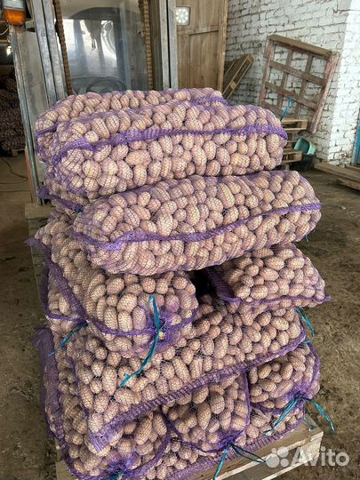 Семенной картофель