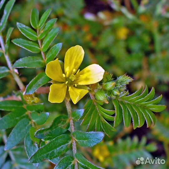 Якорцы 100гр мужское здоровье