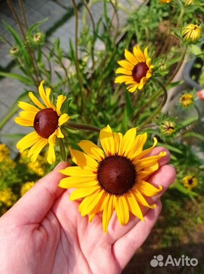 Жёлтые многолетники