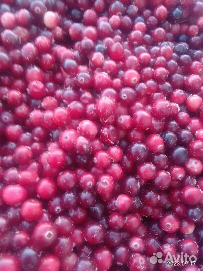 Брусника, Клюква