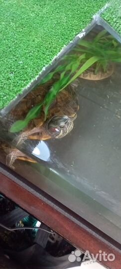 Террариум с черепахой