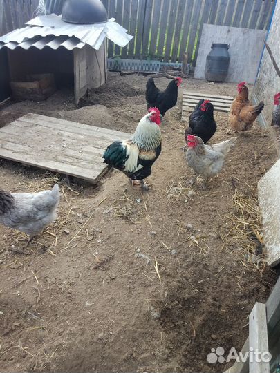 Куры петухи