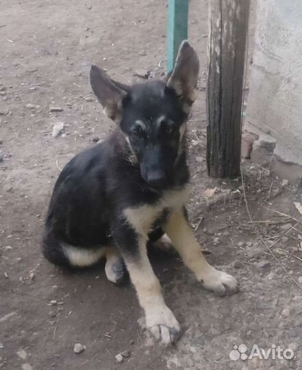 Щенки Восточно-Европейской овчарки