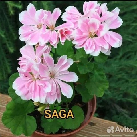 Сортовая Пеларгония