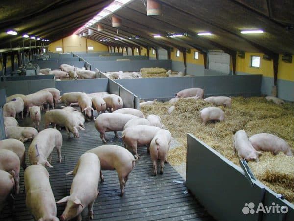Перегонщик поросят (Тамбовская обл.) Свинокомплекс