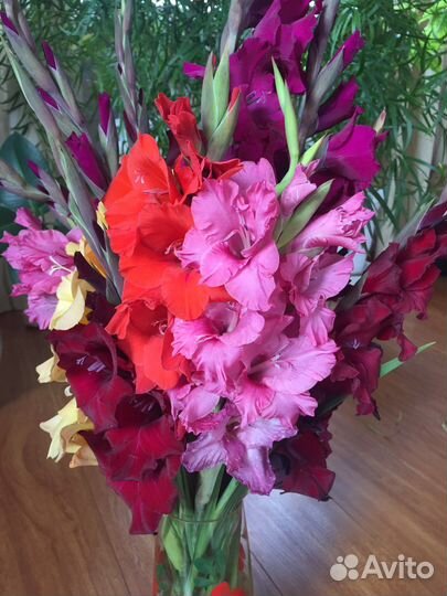 Гладиолусы (луковицы)