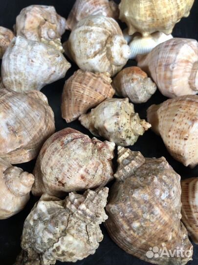 Набор морских, крупных ракушек