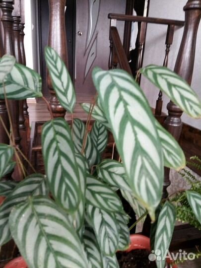 Ктенанте,Нанук,Плектрантус,Пеларгонии