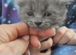 Кошка в добрые заботливы руки