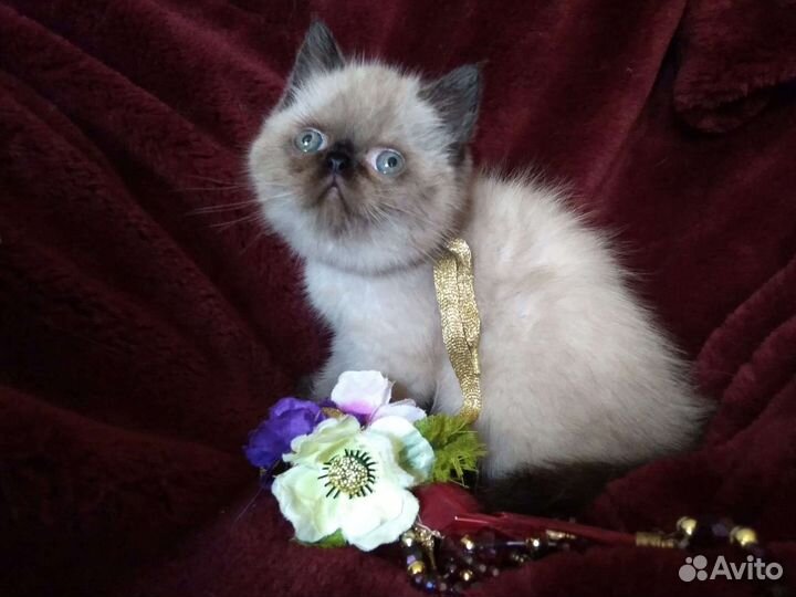 Персидская кошечка