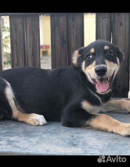 Собака из приюта