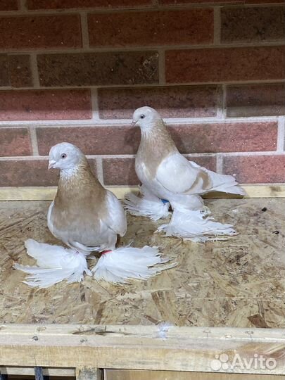 Продам бойных голубей