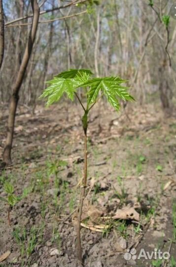 Саженцы клена остролистного