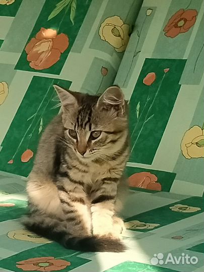 Котенок ручная девочка 3,5 месяца