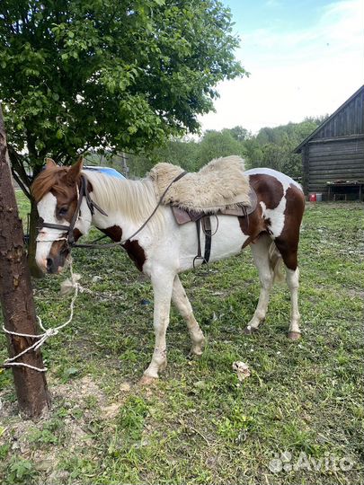 Жеребец 2,5 лет