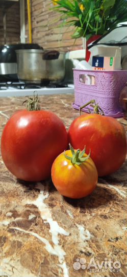 Помидоров семена