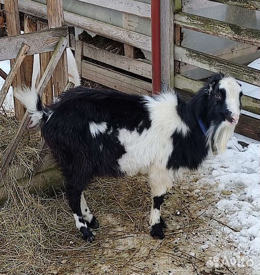Козлята,Ла-Манча коза дойная с козочкой