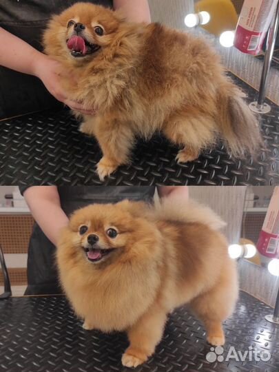 Стрижка собак/груминг