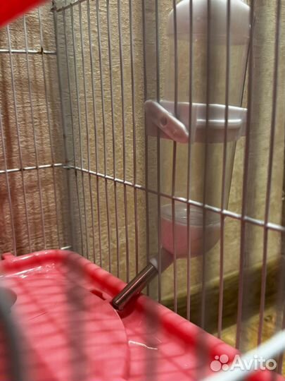 Клетка для грызунов бу