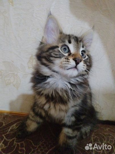 Котята мейн-кун