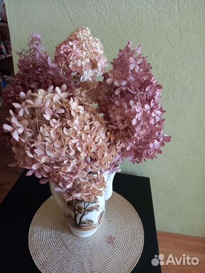 Гортензия сухоцвет