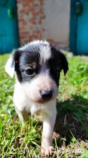 Собака девочка