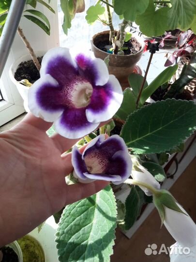 Глоксиния 3 вида