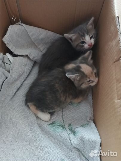 Котята в добрые руки девочки