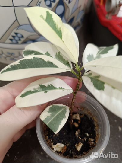 Фикус ретуза альбомаргината