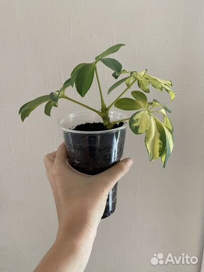 Шефлера вариегатная