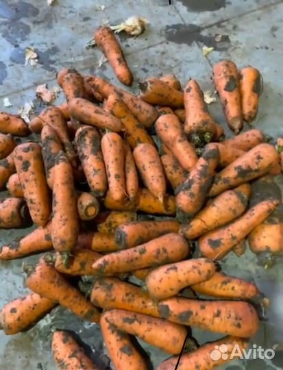 Морковь крупная