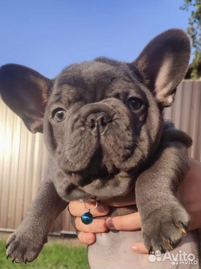 Французский бульдог в супер качестве