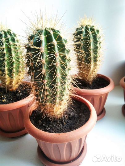 Кактусы разные