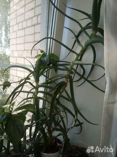 Отдам цветок алоэ взрослый