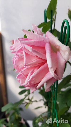 Бенгальская роза