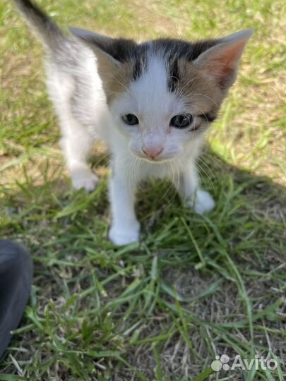 Котята в добрые руки с паспортом