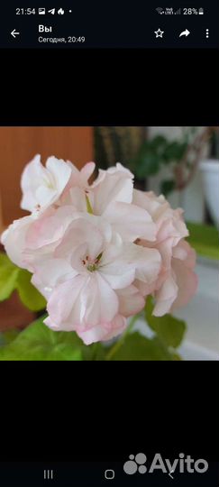 Герань пеларгония