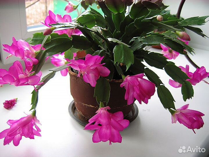 Декабрист шлюмбергера