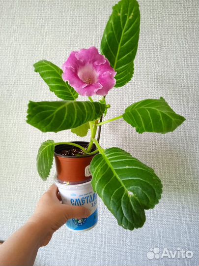 Глоксиния цветущая