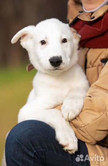 Ищет дом очаровательный блондин Бони