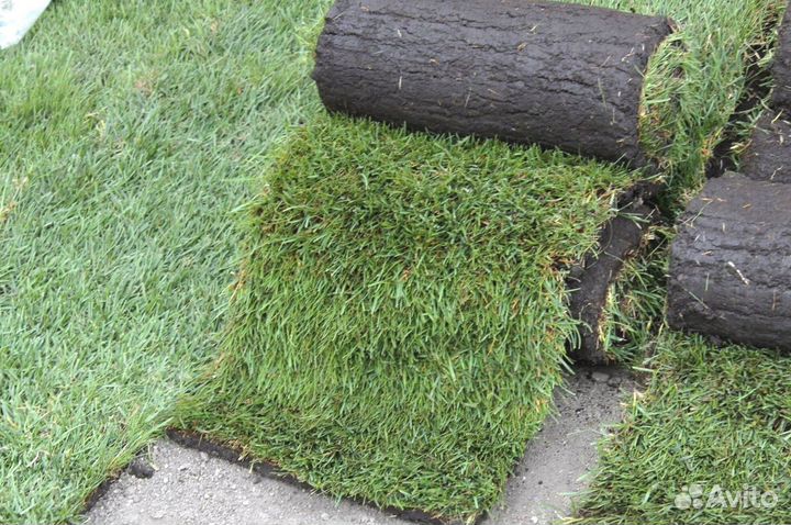 Газон рулонный с укладкой