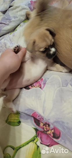 Чихуахуа