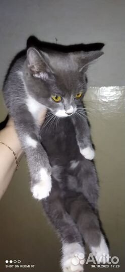 Отдам кошку