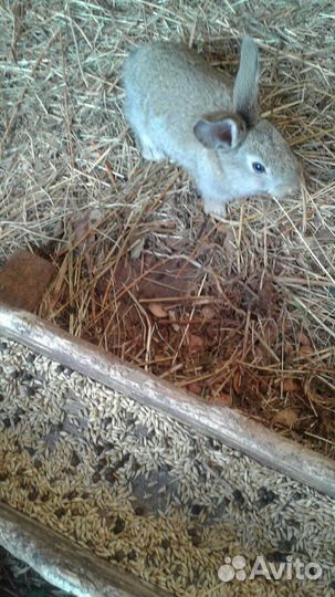 Кролики мясных пород