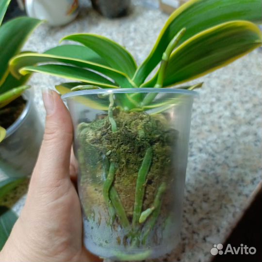 Орхидеи фаленопсис вариегатные и другие