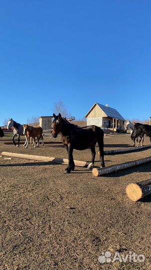 Продам табуны лошадей