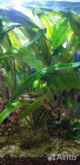 Сомики анциструсы вуалевые тигровые и альбиносы