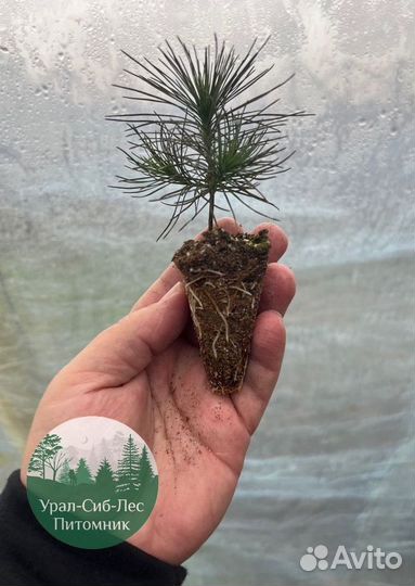 Зкс и окс Сосна Ель Лиственница сеянцы Голуб горн